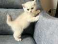 SİLVER POİNT ERKEK AYI SURAT