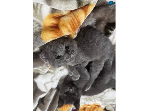 3 aylık erkek scottish fold