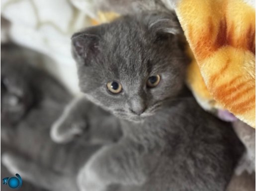 erkek scottish fold