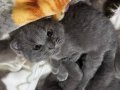3 aylık erkek scottish fold