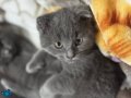 erkek scottish fold