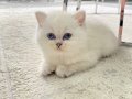 Boncuk gözlü british longhair