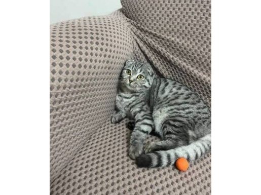 4 Aylık Dişi Temiz Bakımlı 