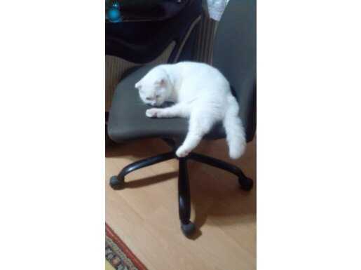 Pamuğuummm
