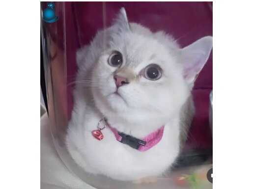 Ücretsiz sahiplendirilecektir