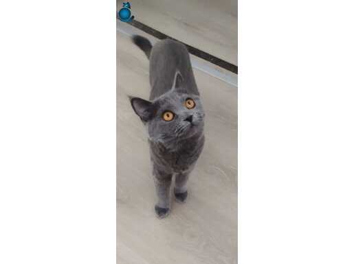 8 Aylık Kısırlaştırılmış Çok Uysal Ev Kedisi