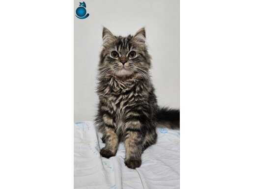 Sevimli Bir Kedi Yuva Arıyor!