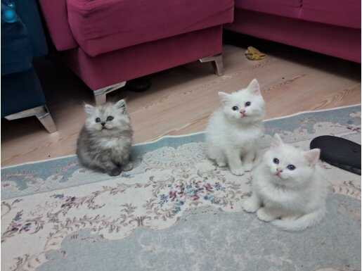  British shorthair yavrularımız 