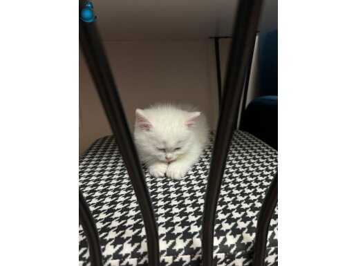 British longhair ve shorthair yavruları
