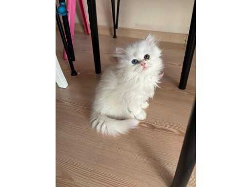 British longhair ve British shorthair yavrularımız 