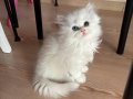 British longhair ve British shorthair yavrularımız 