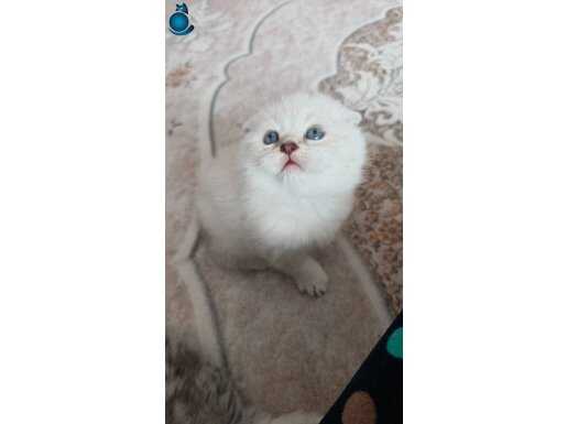 Maviş oyuncu mınık