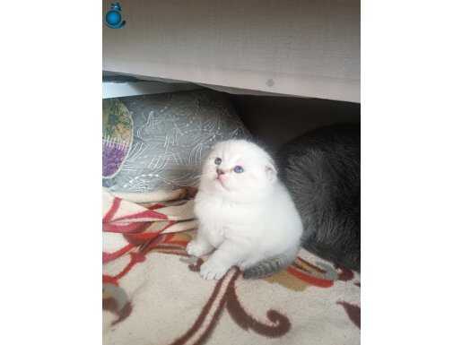 Rezerveye açık pamuk şekerlerimiz