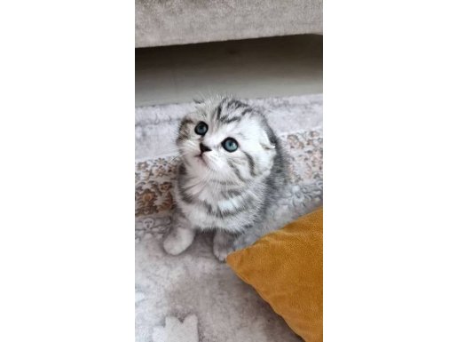 Şeker Minikler rezerveye acık Oyuncu ve Sevecen