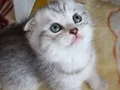 Tatlı Miniklerim teslıme hazır egıtımlerı tamamlandı