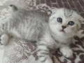 TATLI MİNİKler teslim e hazır