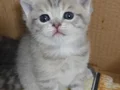 TATLI MİNİKler teslim e hazır