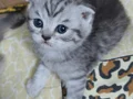 TATLI MİNİKler teslim e hazır