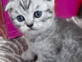 TATLI MİNİKler teslim e hazır