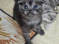 TATLI MİNİKler teslim e hazır