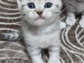 TATLI MİNİKler teslim e hazır