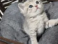 TATLI MİNİKler teslim e hazır