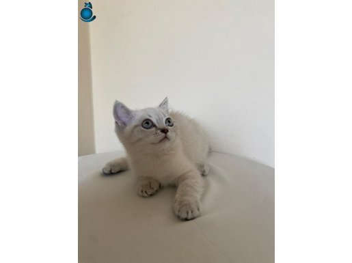 MÜKEMMEL TESLİME HAZIR SCOTTİSH VE BRİTTİSH YAVRULARIM