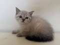 Pamuk Tüylü Scottish Fold Yavrularımız