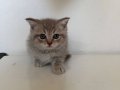 Pamuk Tüylü Scottish Fold Yavrularımız