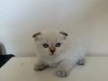 Pamuk Tüylü Scottish Fold  Yavrularımız