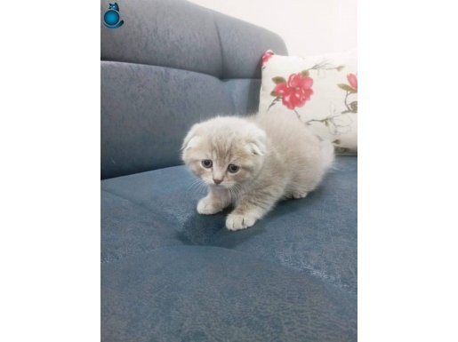 Sevimli Yavru Scottish Fold