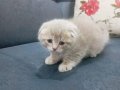 Sevimli Yavru  Scottish Fold