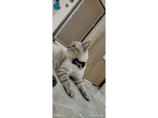 2 YAŞINDA ERKEK KEDİ UYSAL VE CİPLİ 