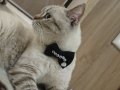2 YAŞINDA ERKEK KEDİ UYSAL VE CİPLİ 