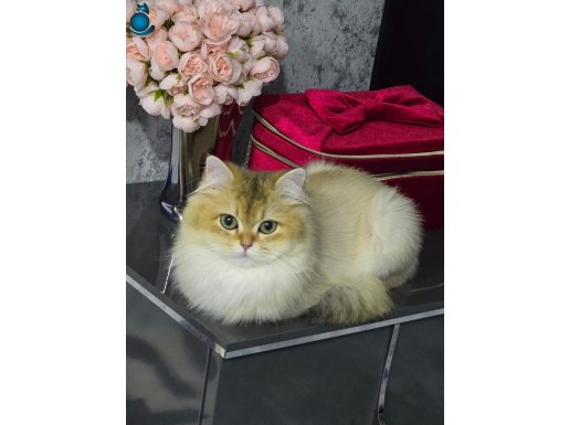 Satılık cins kedi