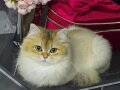 Satılık cins kedi