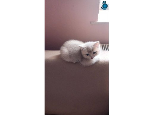 1 aylik yavru kedi
