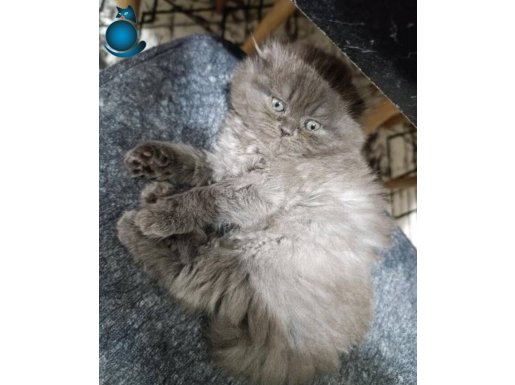 2 AYLİK KEDİ SCOTTİSH FOLD