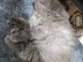 2 AYLİK KEDİ SCOTTİSH FOLD