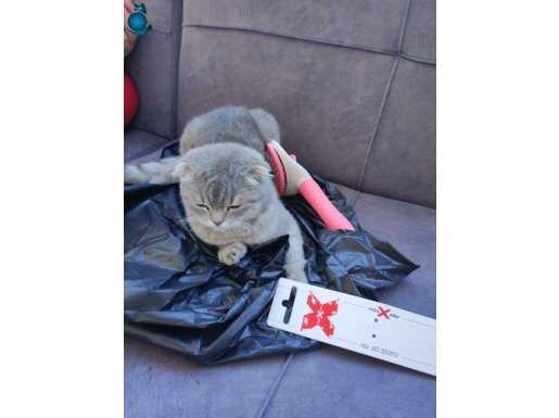 Scootish Fold cins kedi Acil