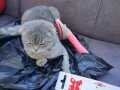 Scootish Fold cins kedi Acil