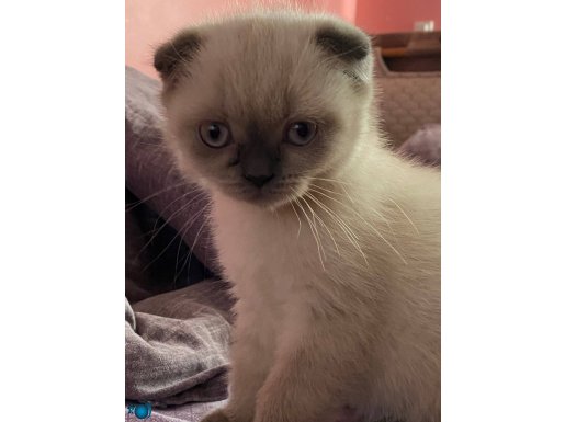 Çok tatlı oyuncu scottish fold 