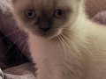 Çok tatlı oyuncu scottish fold 