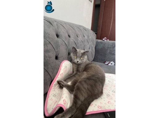 Safkan britishle çiftleşmiş safkan british hamile kedimiz