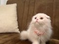 RENKLİ GÖZLÜ BRİTİSH LONGHAİR 