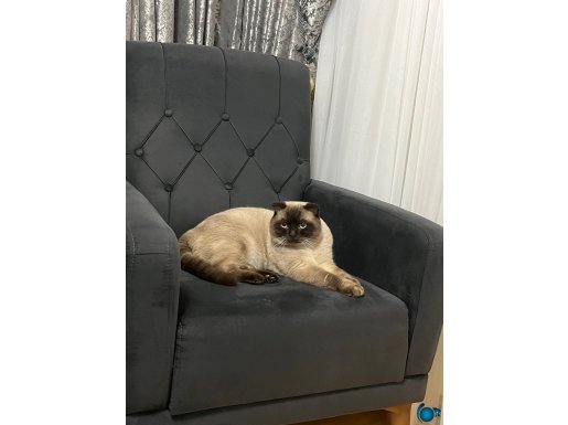 Yakışıklı erkek Scottish fold 