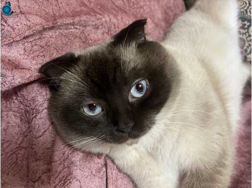 Yakışıklı Scottish fold 