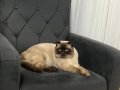 Yakışıklı erkek Scottish fold 
