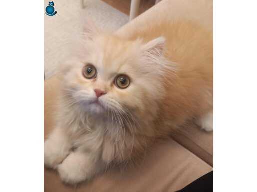 3 aylık erkek golden longhair aktif oyuncu kedimiz 
