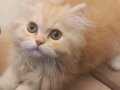 3 aylık erkek golden longhair aktif oyuncu kedimiz 